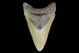 Fossil Megalodon Tooth - North Carolina #124926-1